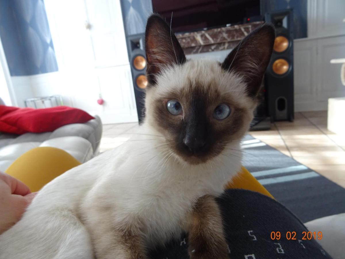 Bed & Breakfast La Ferme Aux Chats