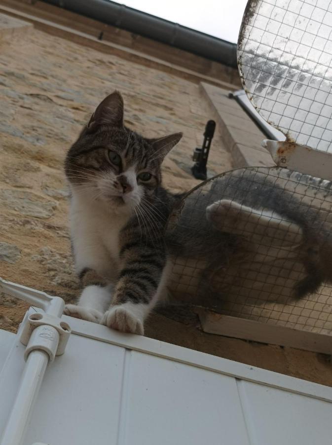 La Ferme Aux Chats 3* Formigny