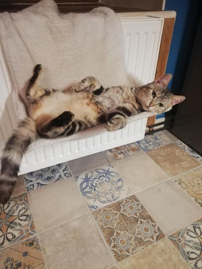 La Ferme Aux Chats Formigny